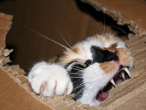 Preview wallpaper cat, cardboard, biting, teeth