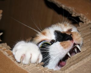 Preview wallpaper cat, cardboard, biting, teeth