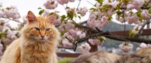 Preview wallpaper cat, cats, animal, fluffy