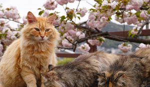 Preview wallpaper cat, cats, animal, fluffy