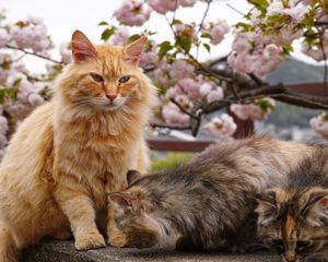 Preview wallpaper cat, cats, animal, fluffy
