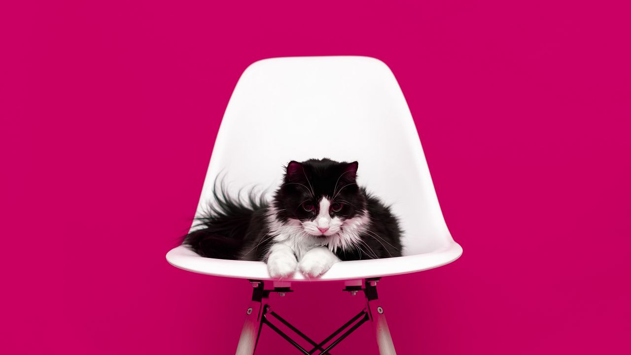 Wallpaper cat, chair, photo shoot, model, fluffy