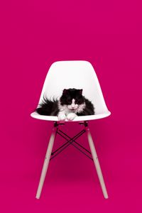 Preview wallpaper cat, chair, photo shoot, model, fluffy