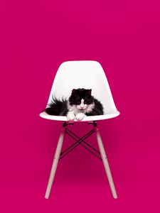 Preview wallpaper cat, chair, photo shoot, model, fluffy