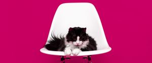 Preview wallpaper cat, chair, photo shoot, model, fluffy