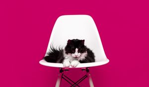 Preview wallpaper cat, chair, photo shoot, model, fluffy