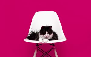 Preview wallpaper cat, chair, photo shoot, model, fluffy