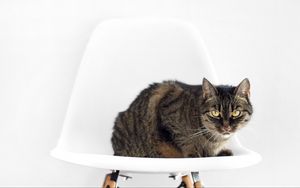 Preview wallpaper cat, chair, sit, striped