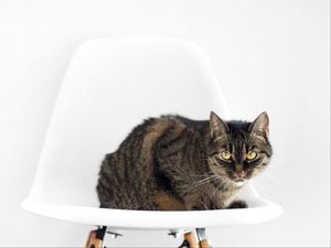 Preview wallpaper cat, chair, sit, striped