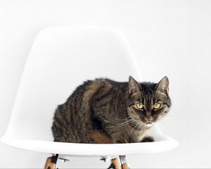 Preview wallpaper cat, chair, sit, striped