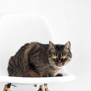 Preview wallpaper cat, chair, sit, striped