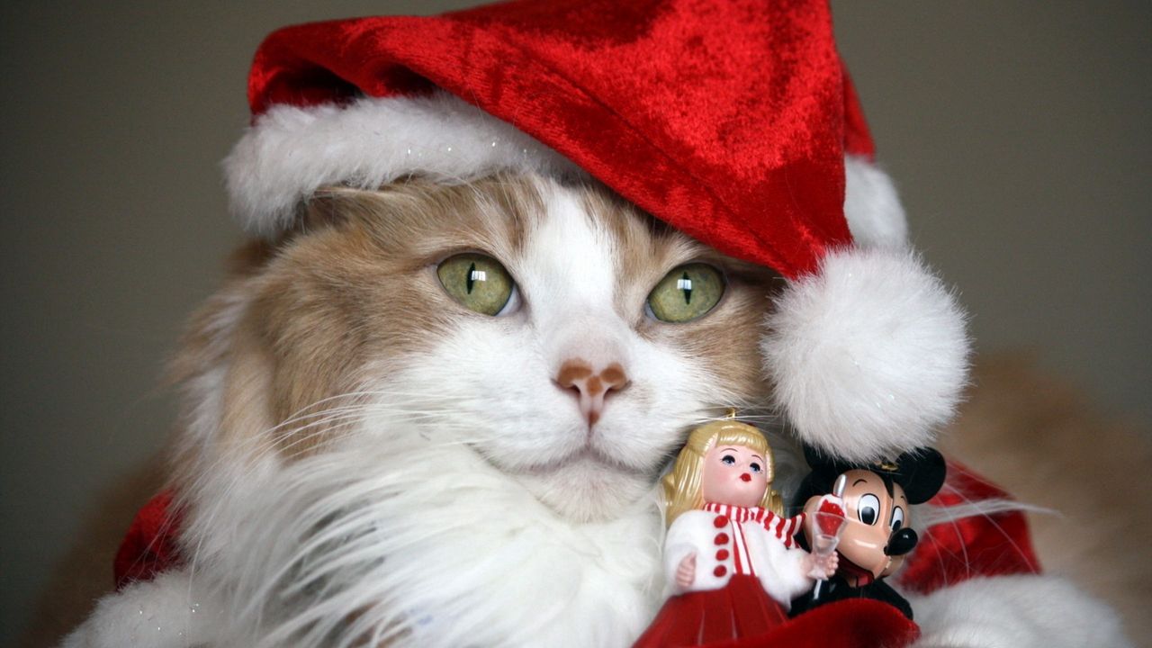 Wallpaper cat, christmas costume, toys, holiday