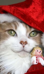 Preview wallpaper cat, christmas costume, toys, holiday