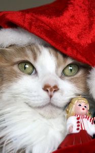 Preview wallpaper cat, christmas costume, toys, holiday