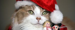 Preview wallpaper cat, christmas costume, toys, holiday