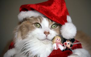 Preview wallpaper cat, christmas costume, toys, holiday