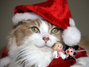 Preview wallpaper cat, christmas costume, toys, holiday