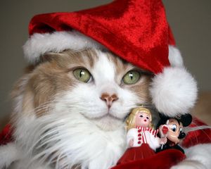 Preview wallpaper cat, christmas costume, toys, holiday