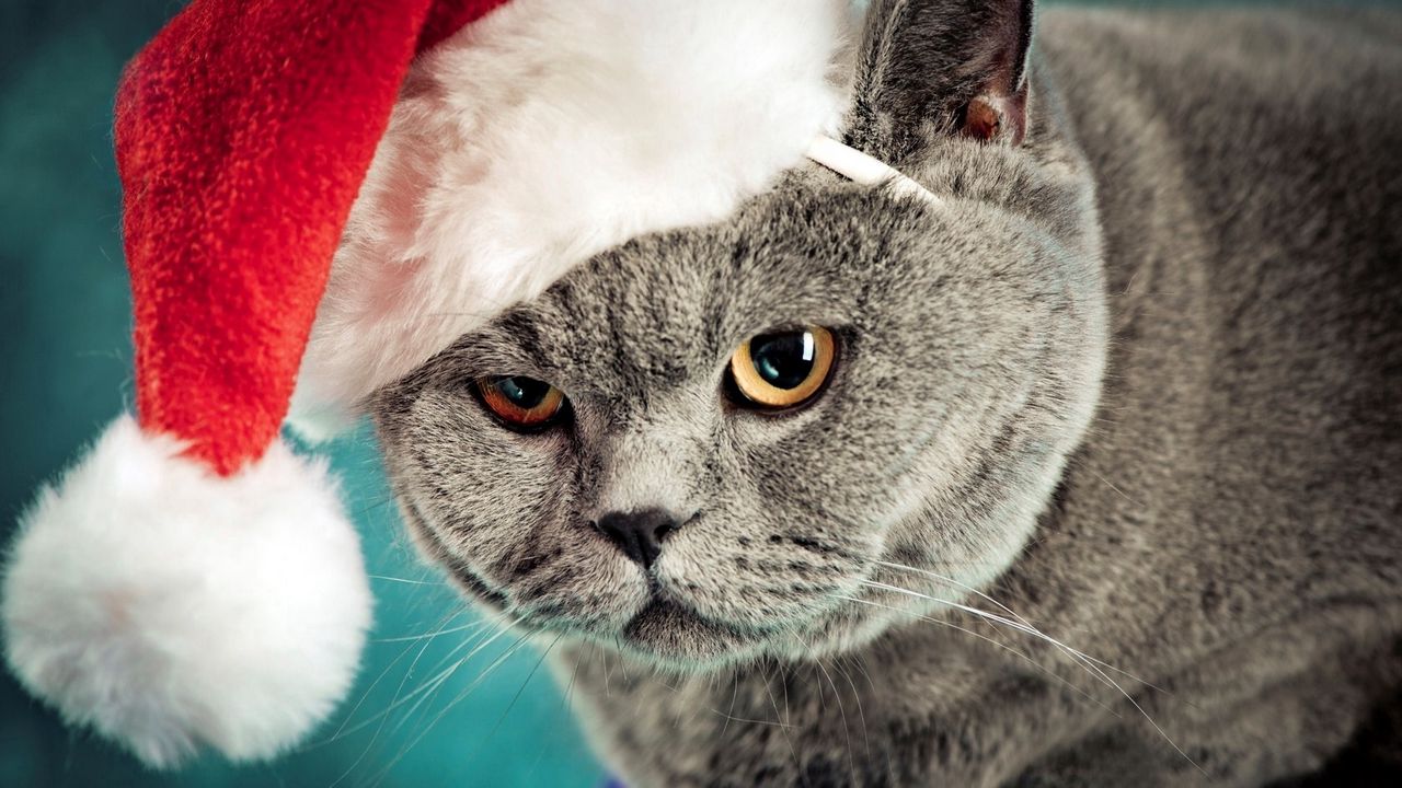 Wallpaper cat, christmas, hat, mug