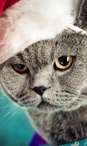 Preview wallpaper cat, christmas, hat, mug