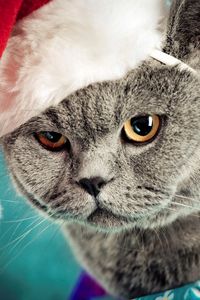 Preview wallpaper cat, christmas, hat, mug