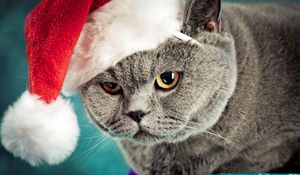 Preview wallpaper cat, christmas, hat, mug