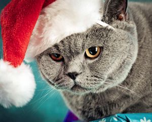 Preview wallpaper cat, christmas, hat, mug