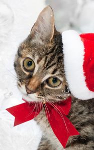 Preview wallpaper cat, christmas hat, face, snow, winter