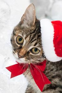 Preview wallpaper cat, christmas hat, face, snow, winter