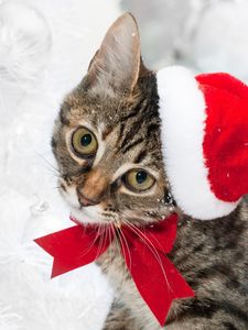 Preview wallpaper cat, christmas hat, face, snow, winter