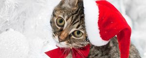 Preview wallpaper cat, christmas hat, face, snow, winter