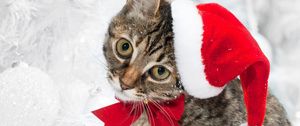 Preview wallpaper cat, christmas hat, face, snow, winter