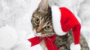 Preview wallpaper cat, christmas hat, face, snow, winter