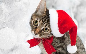 Preview wallpaper cat, christmas hat, face, snow, winter