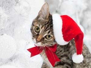 Preview wallpaper cat, christmas hat, face, snow, winter