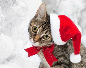 Preview wallpaper cat, christmas hat, face, snow, winter