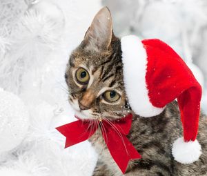 Preview wallpaper cat, christmas hat, face, snow, winter