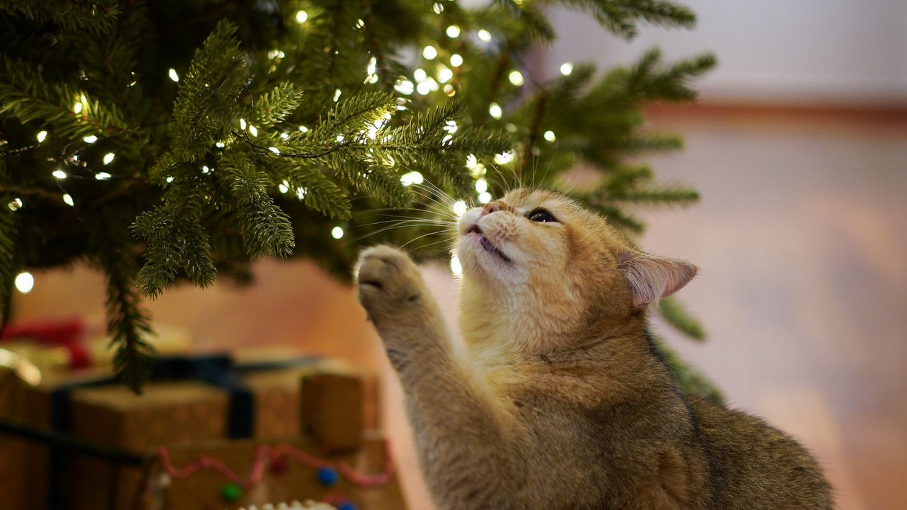 Wallpaper cat, christmas tree, pet, gray, new year, christmas