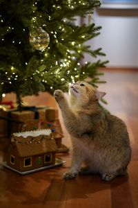 Preview wallpaper cat, christmas tree, pet, gray, new year, christmas