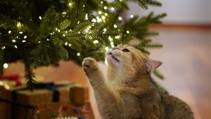 Preview wallpaper cat, christmas tree, pet, gray, new year, christmas