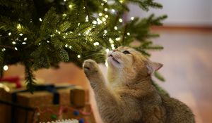 Preview wallpaper cat, christmas tree, pet, gray, new year, christmas