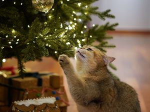 Preview wallpaper cat, christmas tree, pet, gray, new year, christmas