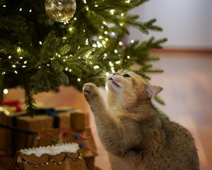 Preview wallpaper cat, christmas tree, pet, gray, new year, christmas