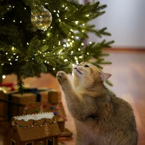 Preview wallpaper cat, christmas tree, pet, gray, new year, christmas