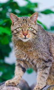 Preview wallpaper cat, climbing, striped, old