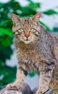 Preview wallpaper cat, climbing, striped, old