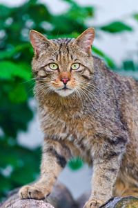 Preview wallpaper cat, climbing, striped, old