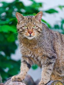 Preview wallpaper cat, climbing, striped, old