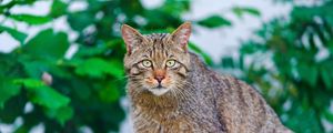 Preview wallpaper cat, climbing, striped, old