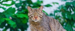 Preview wallpaper cat, climbing, striped, old